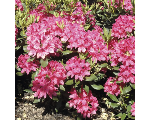 Rhododendron à grosses fleurs FloraSelf Rhododendron Hybride 'Wine and Roses' ® H 30-40 cm Co 6 l