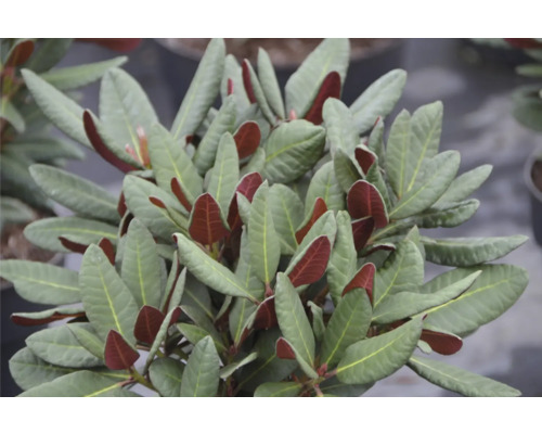 Nahaufnahme einer Japanischen Schirmspindelstrauch-Pflanze mit Blättern