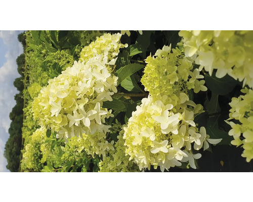 Hortensia paniculé 'Skyfall' FloraSelf Hydrangea paniculata 'Skyfall' Co 6 l