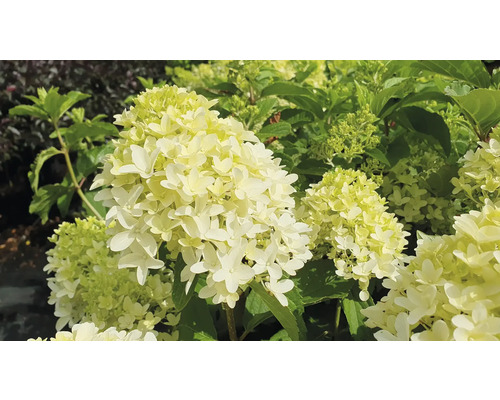 Hortensia paniculé avec fleur