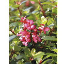 Fleurs de Gaultheria