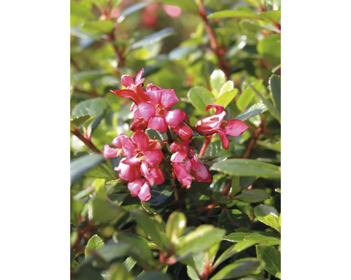 Andenstrauch 'Red Dream' FloraSelf Escallonia ‘Red Dream‘ H 30-40 cm Co 4,5 L Blüten der Scheinbeere