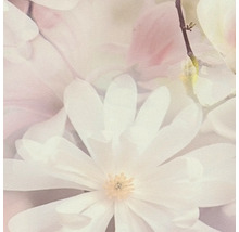 Nahaufnahme von Magnolienblüten