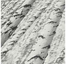 Nahaufnahme eines Tapetenmusters mit Birkenstämmen