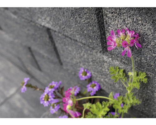 Nahaufnahme von lila und pinkfarbenen Blumen vor einer grauen Steinmauer.