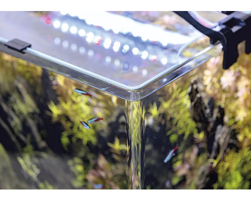 Nahaufnahme eines Aquariums mit Pflanzen und kleinen Fischen