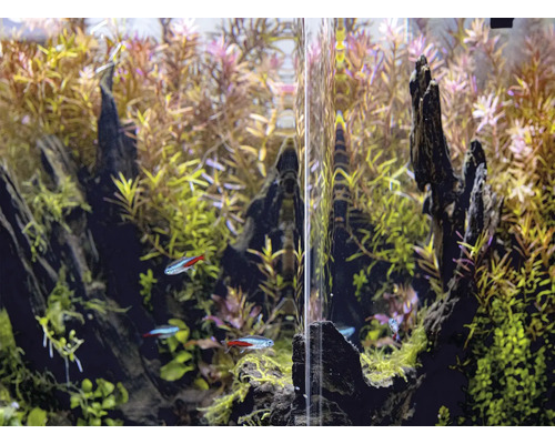 Aquarium avec plantes, bois flotté et néons