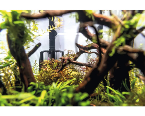 Aquarium avec plantes et pompe de brassage