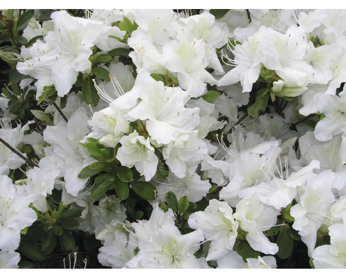 Azalée du Japon FloraSelf Rhododendron obtusum H 25-30 cm Co 3 L blanc