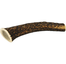 Bois de cerf brut