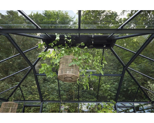 Innenansicht eines Gewächshauses mit Pflanzen in hängenden Körben