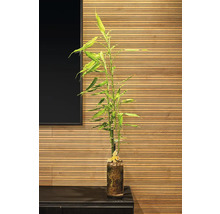 Akustikpaneel Swissclicpanel creative Eiche Riviera 10x187x1380 mm-thumb-5 Akustikpaneel Swissclicpanel creative Eiche Riviera 10x187x1380 mm-thumb-5