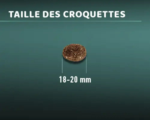 Croquette pour chien d''une taille de 18 à 20 millimètres