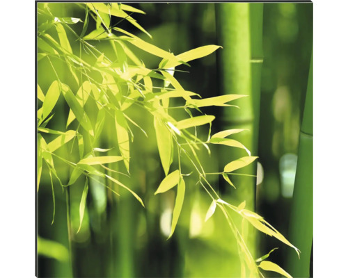 Pousses de bambou avec feuilles