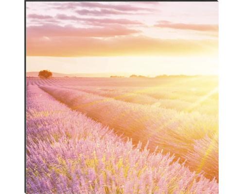 Art mural décoratif avec champ de lavande au lever du soleil