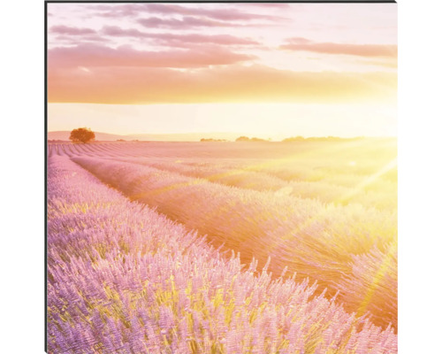 Champ de lavande au lever du soleil