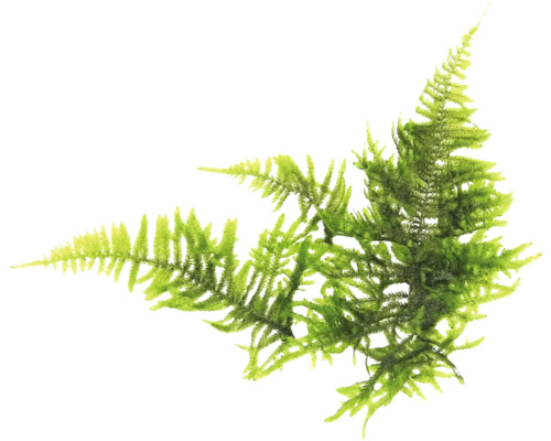 Branche de fougère artificielle verte pour la décoration