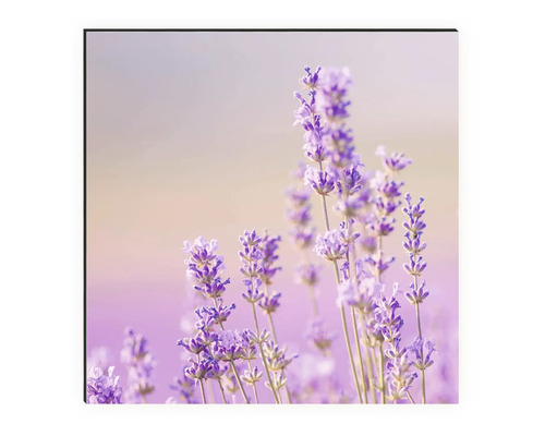 Gros plan de fleurs de lavande sur une toile