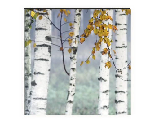 Image décorative avec motif de forêt de bouleaux