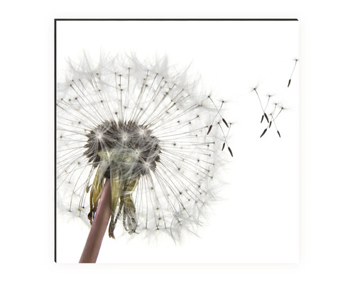 Image murale décorative avec un pissenlit en détail
