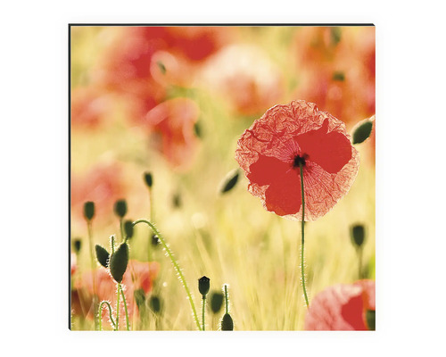 Image murale décorative avec motif de coquelicots