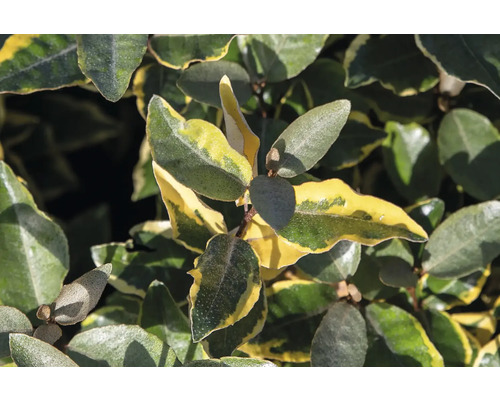 Gros plan d''un chalef avec des feuilles