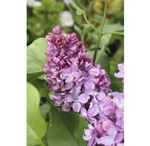 Gros plan d''une fleur de lilas mauve avec des feuilles vertes.