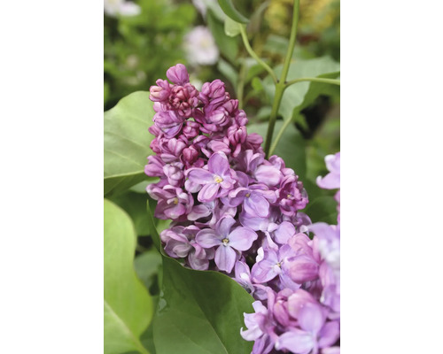 Lilas commun FloraSelf Syringa vulgaris Prince Wolkonsky h 60-80 cm Co 3 l fleurs pleines et odorantes