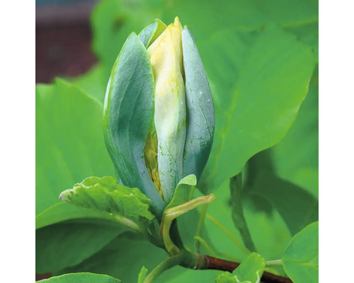 Magnolia FloraSelf Magnolia 'Blue Opal' H 100-125 cm Co 10 L fleurs jaunes, bourgeon bleuâtre