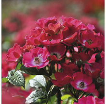 Gros plan de rosiers polyanthas rouges dans le jardin