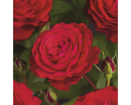 Rosier à grandes fleurs 'Störtebeker' FloraSelf Rose 'Störtebeker' Co 5 L fleur double Rosier à grandes fleurs 'Störtebeker' FloraSelf Rose 'Störtebeker' Co 5 L fleur double