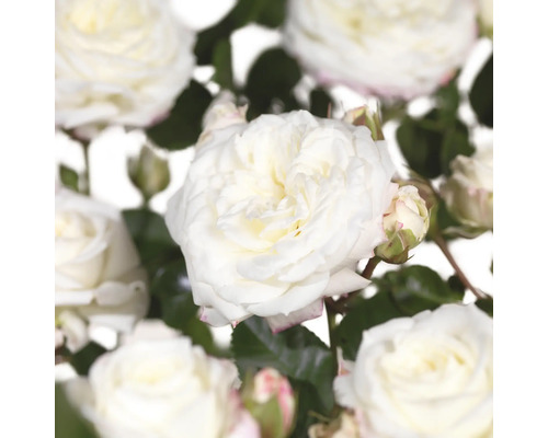 Rosier arbustif 'Alabaster' FloraSelf Rosa x Hybride 'Alabaster' Co 5 L fleur double Gros plan de fleurs de roses blanches.