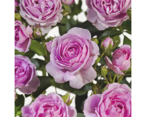 Rosier arbustif 'Nautica' hauteur de tige 90 cm FloraSelf Rose 'Nautica' Co 6,5 L Gros plan de fleurs de roses mauves
