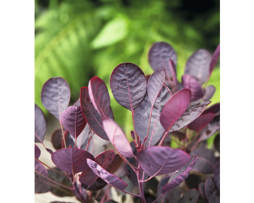 Perückenstrauch 'Lilla' FloraSelf Cotinus coggygria 'Lilla' H 30-40 cm Co 3 L Nahaufnahme eines Perückenstrauchs mit dunklen Blättern