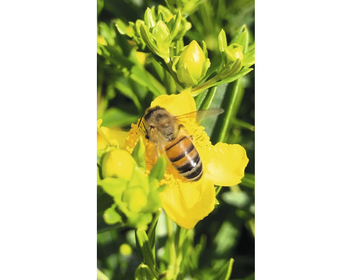 Abeille recueillant le nectar sur une fleur jaune