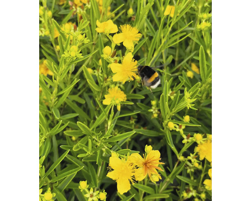 Millepertuis avec un bourdon