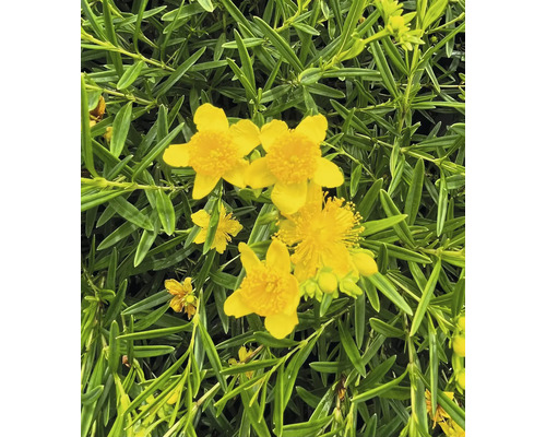 Gros plan sur des fleurs de millepertuis jaunes avec des feuilles vertes