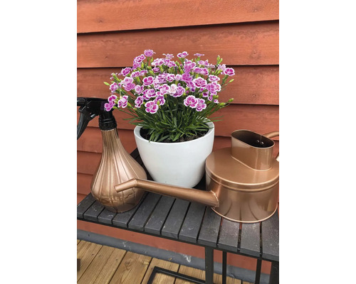 Fleurs dans un pot blanc, vaporisateur et arrosoir sur une table