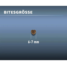 Einzelfutterstück, 6 bis 7 Millimeter gross