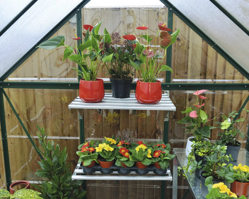 Intérieur de serre avec des étagères et diverses plantes en pot