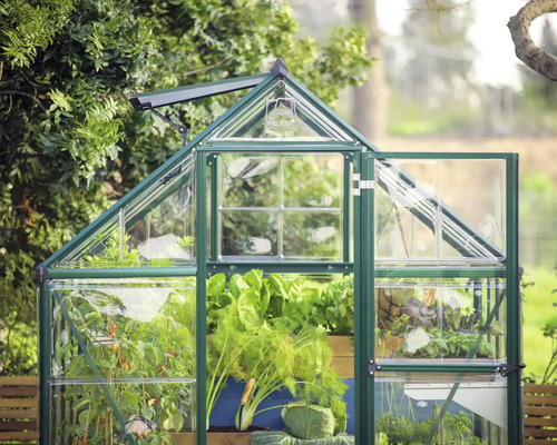 Serre avec porte ouverte et différentes plantes