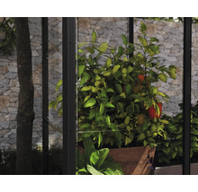 Serre Ivy plaques en polycarbonate 0,7 mm 124 x 64 cm noir