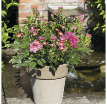 Rosier en pot avec des fleurs roses