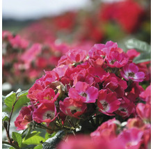 Gros plan d''un groupe de fleurs de roses roses avec des feuilles vertes.