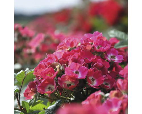 Gros plan d''un groupe de fleurs de roses roses avec des feuilles vertes.