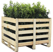 Plantes de laurier dans une palette en bois