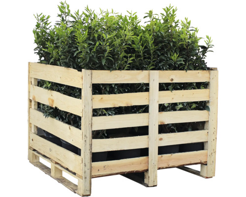 Plantes de laurier dans une palette en bois