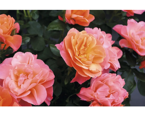 Gros plan sur des fleurs de roses abricot