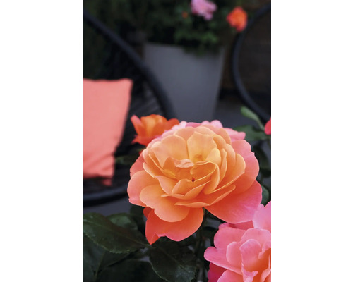 Gros plan d''une rose orange dans le jardin
