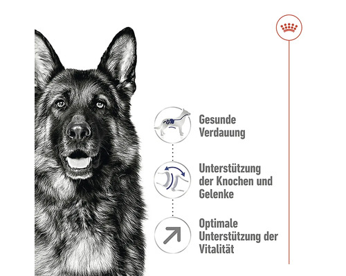 Illustration zur Unterstützung der Verdauung, der Knochen und Gelenke sowie der Vitalität für Hunde